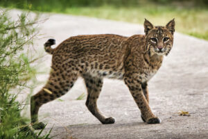 The Bobcat