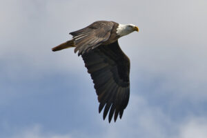 The Bald Eagle